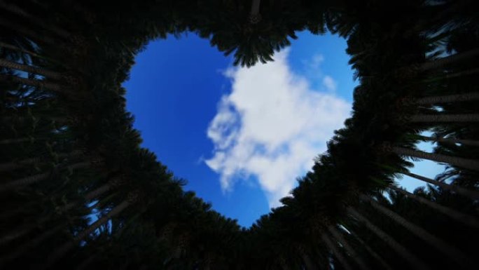 仰望棕榈树的心脏，延时日出，高清