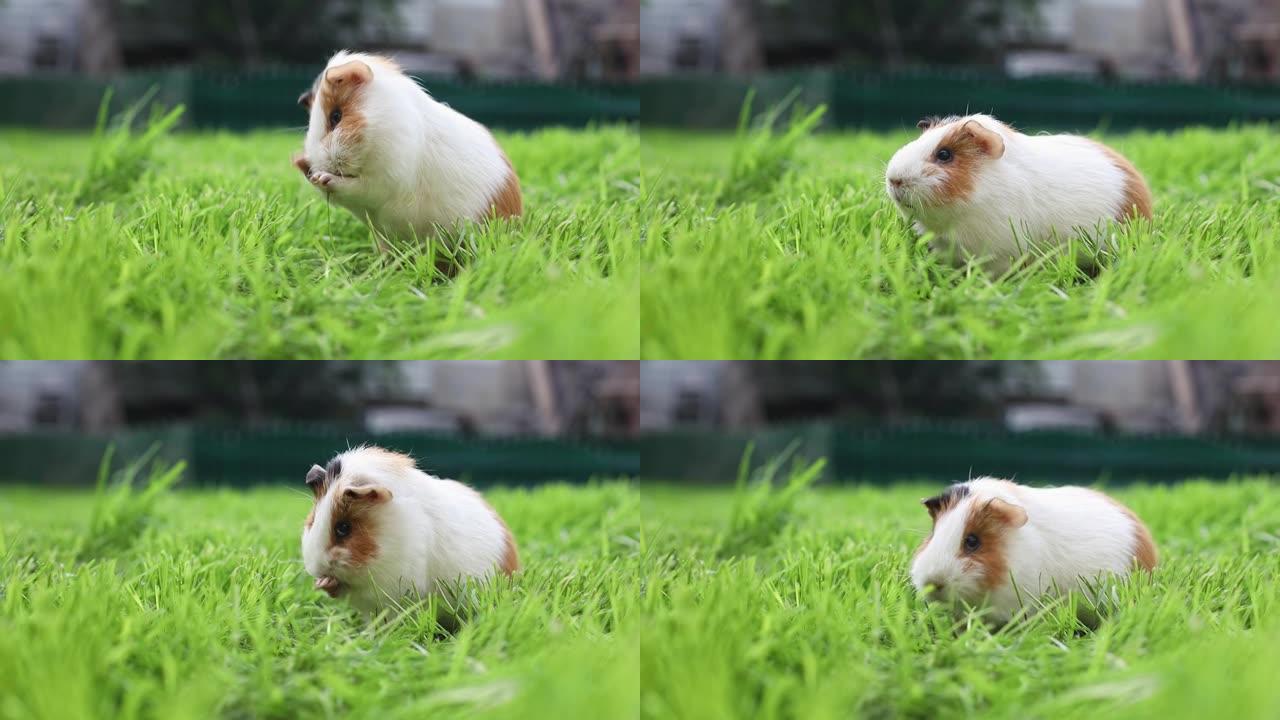 有趣的豚鼠在户外花园里洗脸吃草