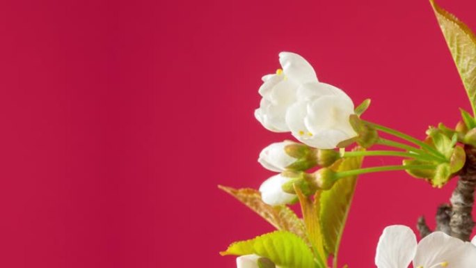 4k延时的甜樱桃树花盛开，并在带有复制空间的红色背景上生长。盛开的小白花的小花。9:16比例的时间流