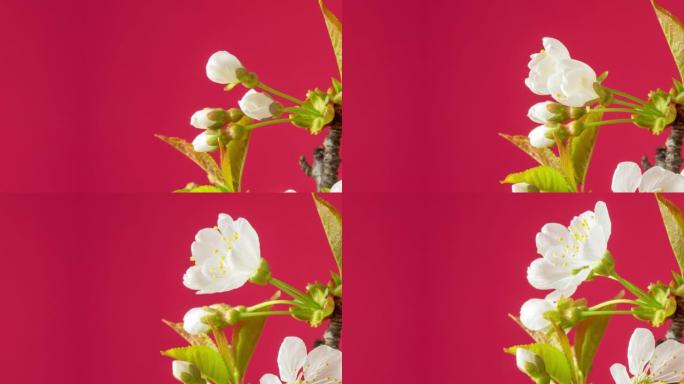 4k延时的甜樱桃树花盛开，并在带有复制空间的红色背景上生长。盛开的小白花的小花。9:16比例的时间流