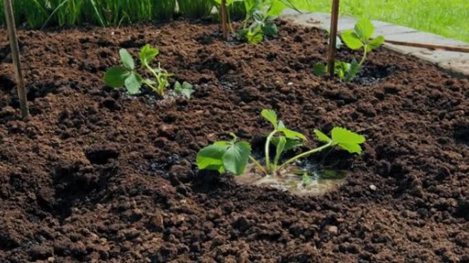 床上浇苗，土壤保湿，特写视频。有机农业、种植和园艺概念