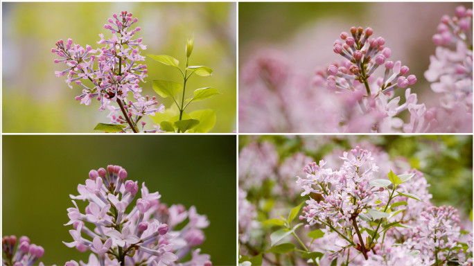 清新柔美的春天-丁香花盛开的特写素材