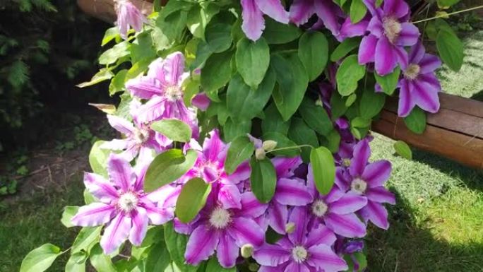 铁线莲。绿色背景上美丽的铁线莲粉色花朵。紫色铁线莲花。粉色铁线莲花