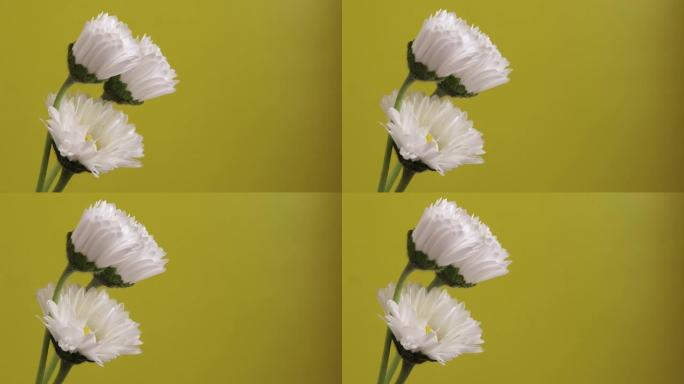 黄色背景上盛开三朵白色雏菊花