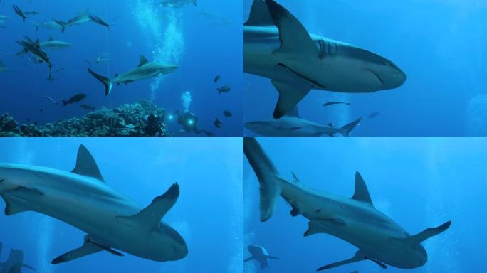 澳大利亚鲨鱼的进食时间。大堡礁