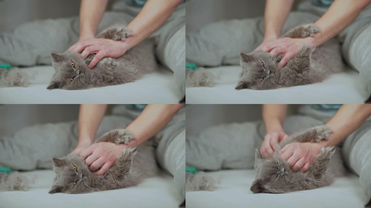 一名男子抚摸着一只英国猫，刷牙后躺在脚附近的地板上