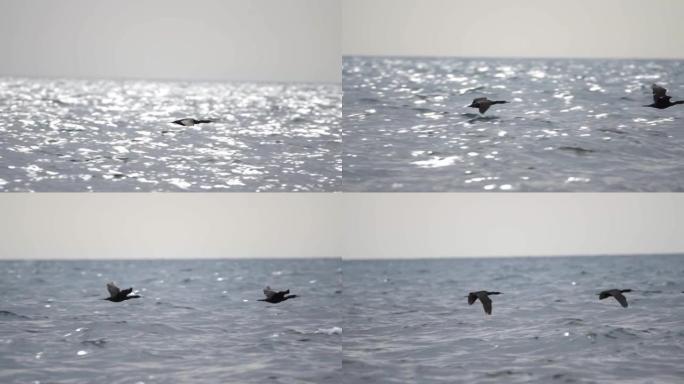 鸬鹚飞行。鸟群-大鸬鹚 (Phalacrocorax carbo) 飞过一个大湖。慢动作。