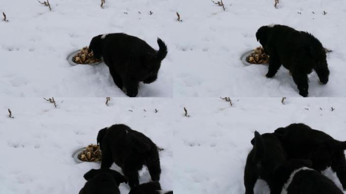 饥饿的小狗用铁圆盘吃鱼头。三只可爱的有趣的小黑白小狗冬天在雪地上吃。