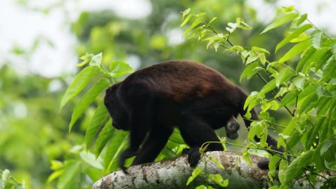 来自中美洲和南美洲的大吼猴-Alouatta palliata或金色大吼猴，新世界猴。在美国热带雨林