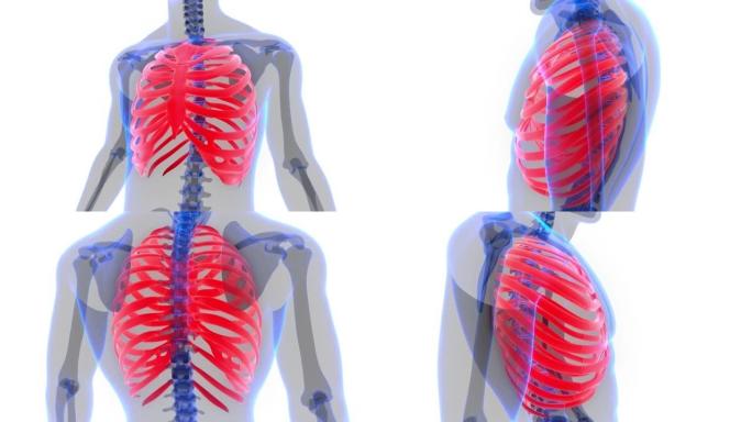 人体骨骼系统肋骨笼解剖动画概念