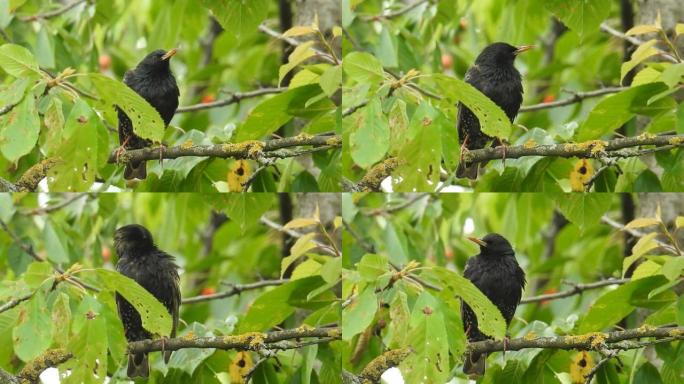 八哥站在树上羽毛飞行林中鸟小鸟鸟类观赏鸟