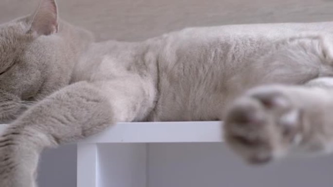 一只灰色的家猫在架子上睡觉的强大爪子。4K