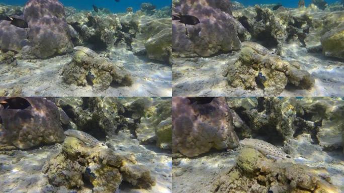 沙鲈鱼躺在小珊瑚上。斑点沙鲈 (Parapercis hexophtalma)，慢动作。摄像机向前移