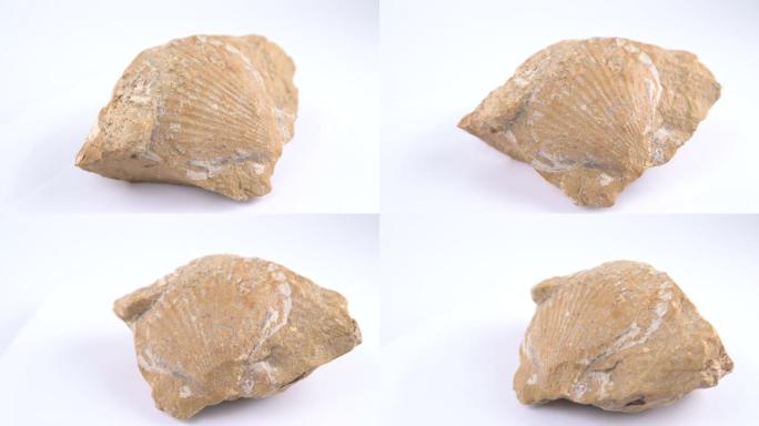 石灰岩中的贝壳化石