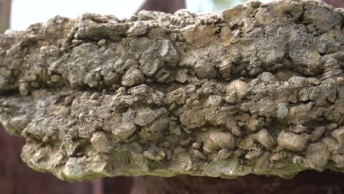 在泰国普吉岛的石头和贝壳公墓中压缩的贝类层