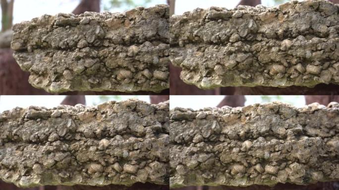 在泰国普吉岛的石头和贝壳公墓中压缩的贝类层