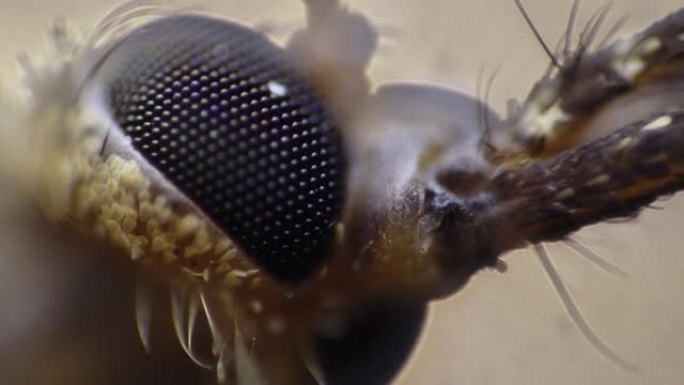 带有大眼睛的昆虫头的特写视图正在移动其螯虾