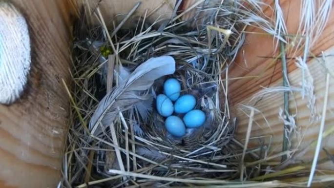 鸟舍巢中的八哥蛋五个鸟窝野生蛋