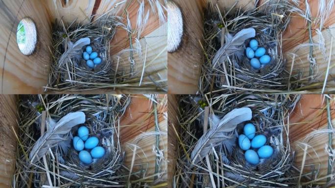 鸟舍巢中的八哥蛋五个鸟窝野生蛋