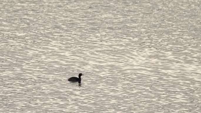 春天湖面上的野鸭