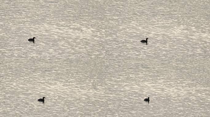 春天湖面上的野鸭