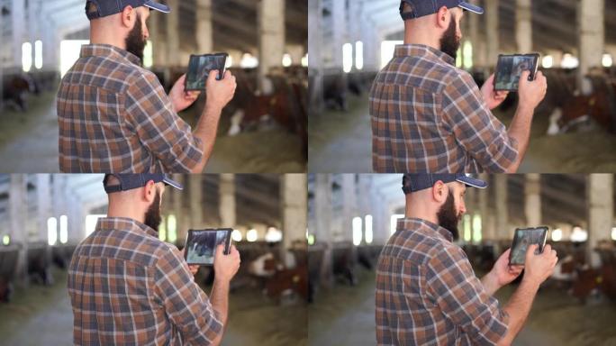 4k视频体贴的年轻男性农民，带帽，使用数字平板电脑站在马stable或农场谷仓的奶牛旁边