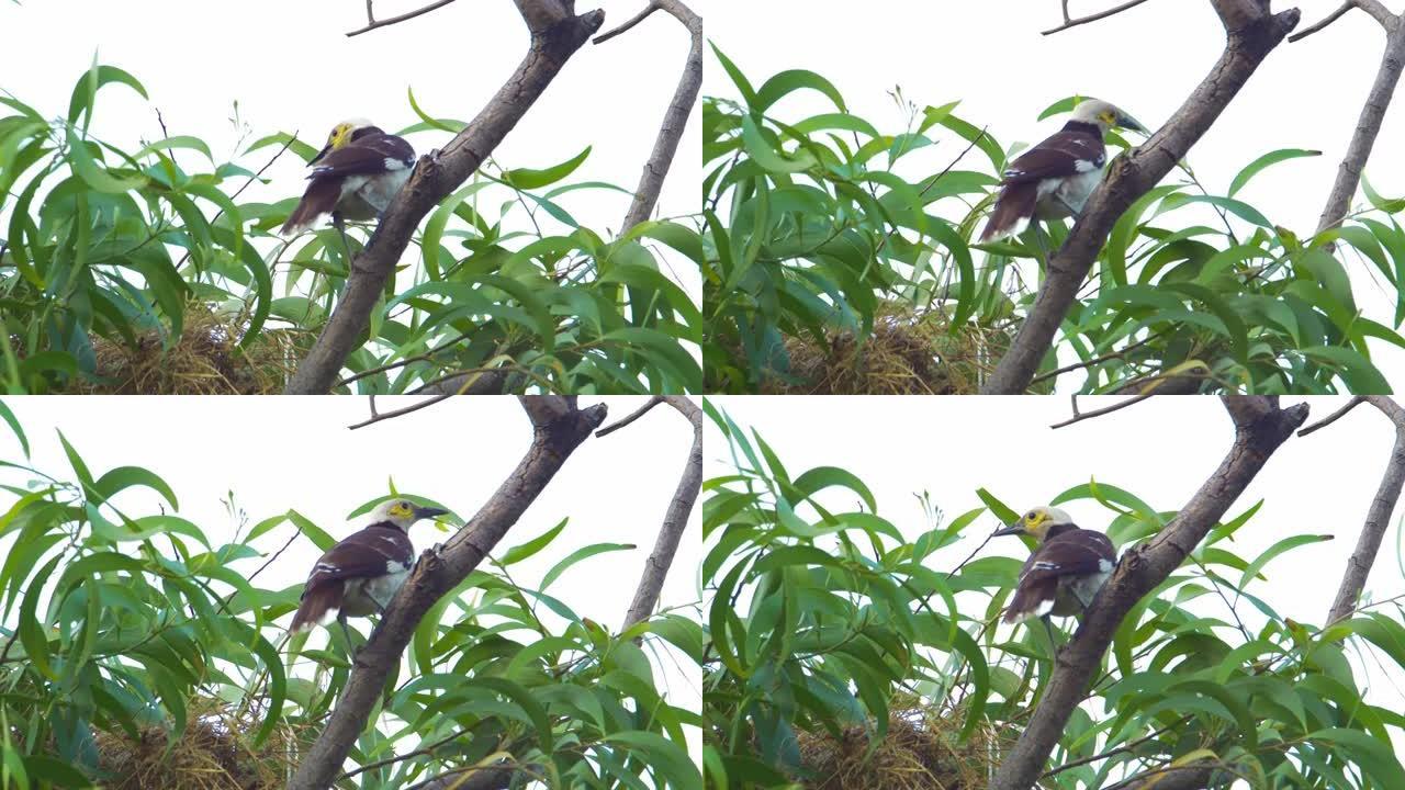 黑领八哥栖息在巢附近的树枝上