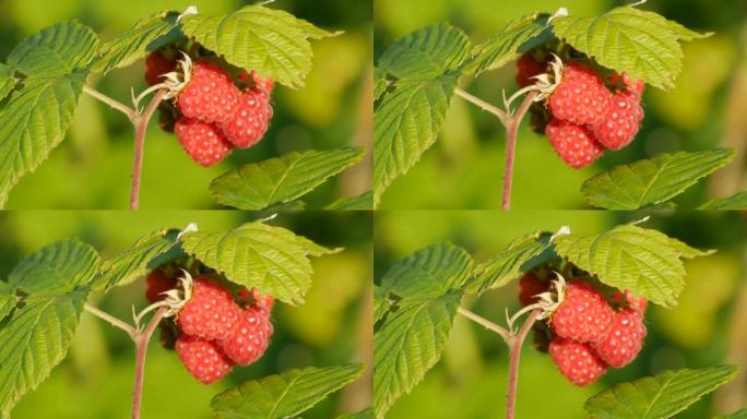 夏天花园里灌木丛上成熟的红树莓