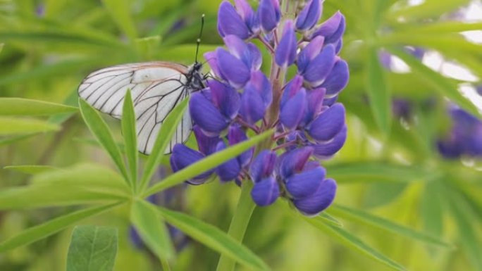 紫色羽扇形花上的白色蝴蝶在晴天收集花蜜。