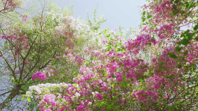 粉白色三角梅花树开满枝头 花枝招展