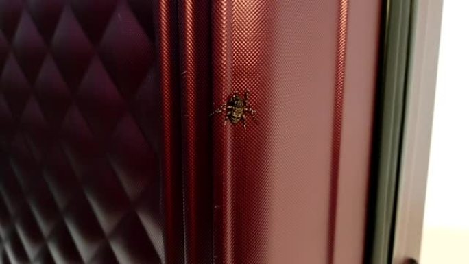 刺五加特写。坐在旅行箱上的Barbel甲虫特写镜头。