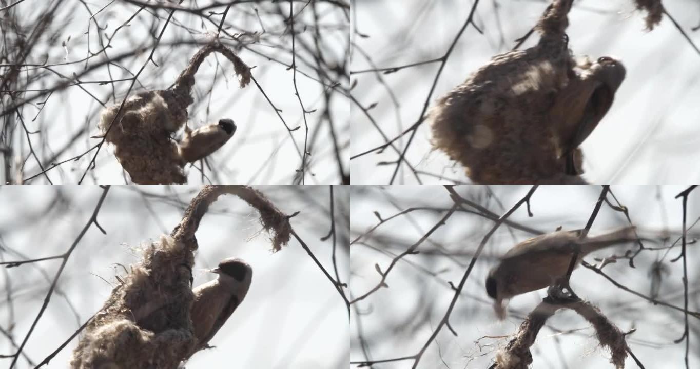 欧亚摆锤山雀或欧洲摆锤山雀 (Remiz pendulinus) 筑巢，白俄罗斯
