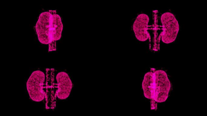 肾脏人体解剖内部器官。医学科学技术概念。线框低聚网格技术