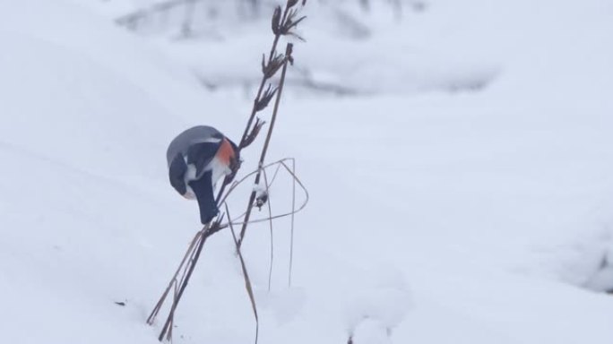 牛翅雀 (Pyrrhula pyrrhula) 下雪后，白俄罗斯