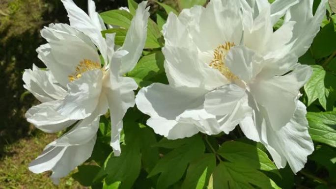 美丽的乳白色牡丹灌木，盛开的花蕾和在风中摇曳的花朵。