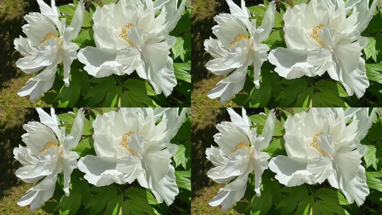美丽的乳白色牡丹灌木，盛开的花蕾和在风中摇曳的花朵。