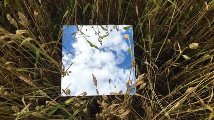 麦穗的方镜，反射蓝天白云