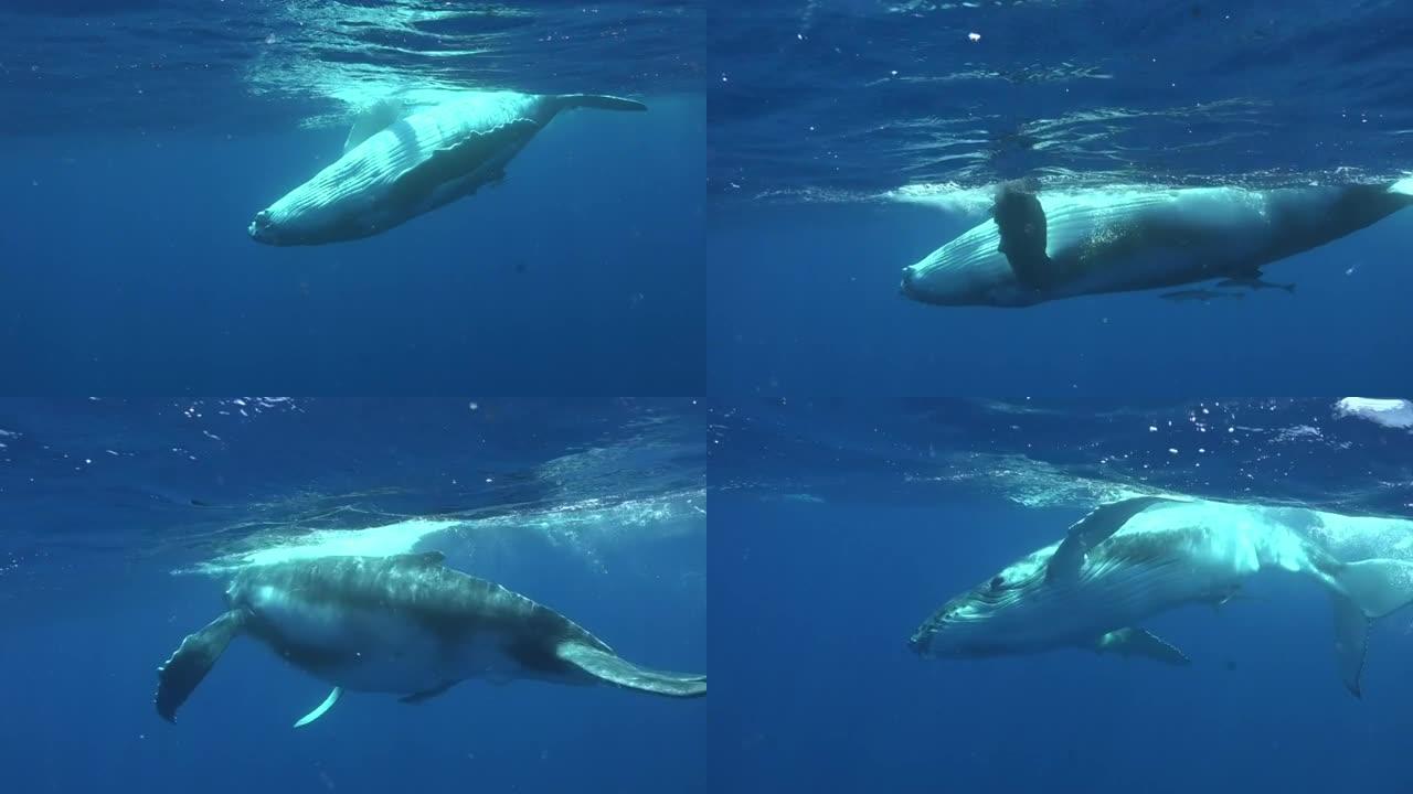 年轻的座头鲸小牛在太平洋水下潜水员附近游泳。