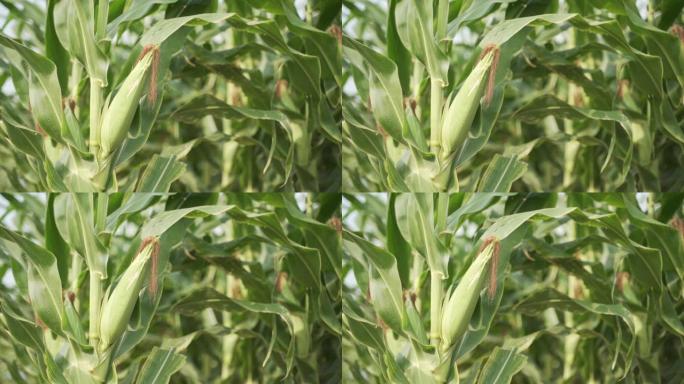 玉米秸秆植物上的幼棒