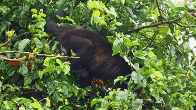 来自中美洲和南美洲的大吼猴-Alouatta palliata或金色大吼猴，新世界猴。在美国热带雨林