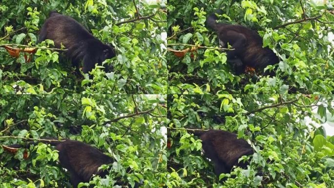 来自中美洲和南美洲的大吼猴-Alouatta palliata或金色大吼猴，新世界猴。在美国热带雨林