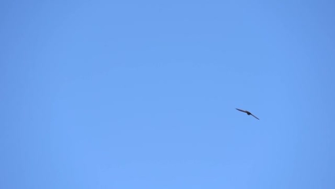 快速飞行常见的雨燕也被详细称为martlet或Apus apus。慢动作镜头