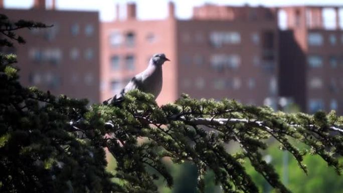 在马德里市的fir分支上的鸽子