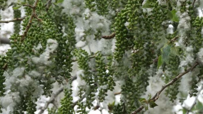 胡杨树的花粉特写