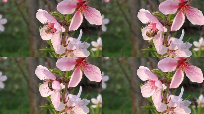 在阳光明媚的春天，蜜蜂在桃树花上收集花蜜