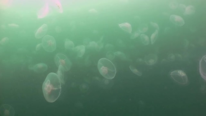 更大的水母在大海的绿色水域。