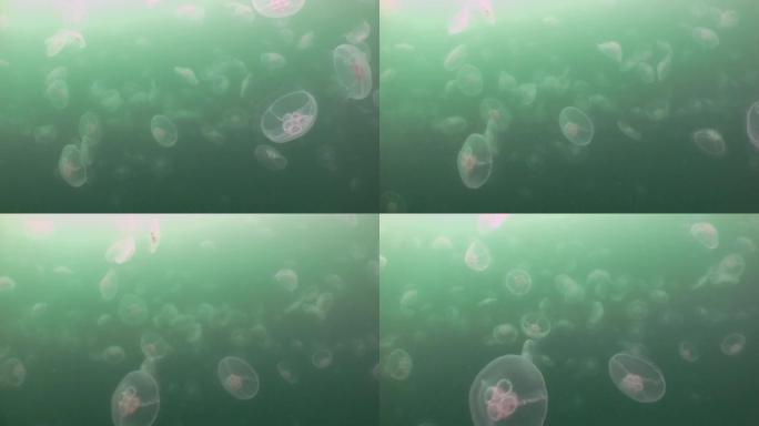 更大的水母在大海的绿色水域。