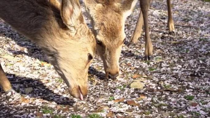 在奈良公园吃树叶的慢动作梅花鹿。Cervus nippon吃樱花