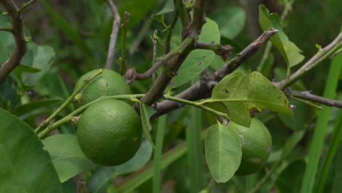 树上的酸橙果实青柠檬