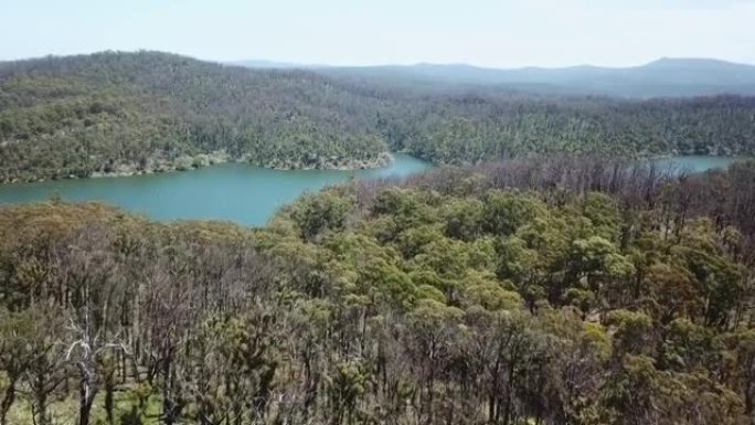 在Mallacoota Inlet附近烧毁的桉树森林的航拍镜头，在野火烧毁一年后恢复 (澳大利亚维多